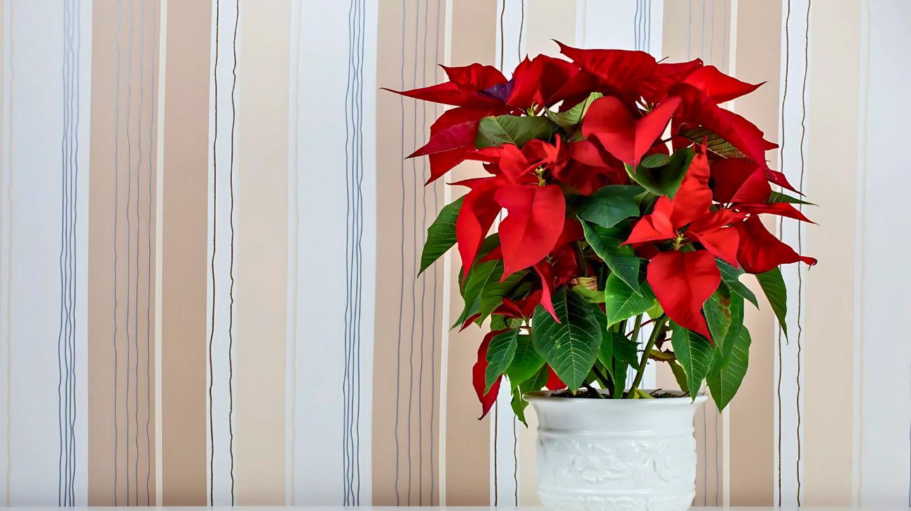 Come evitare che la Stella di Natale appassisca subito